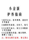 小金蛋护养指南无删减