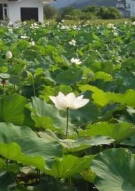 花神vivi