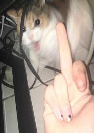 还不是要乖乖挨操(百合H) 在线阅读